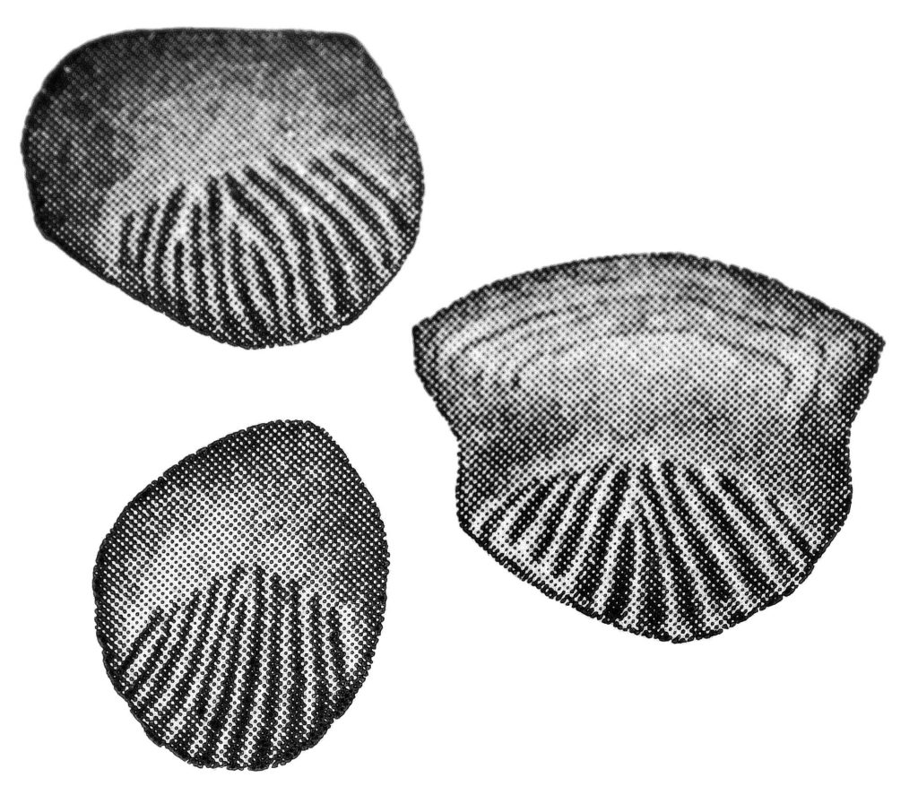 Radiatus Scales